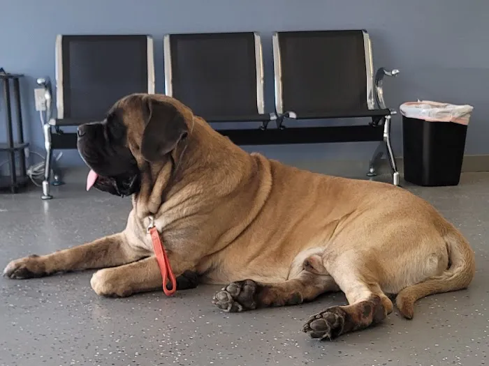 Warner Center Pet Clinic 2