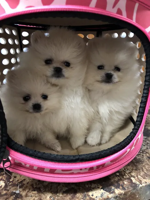 Warner Center Pet Clinic 10