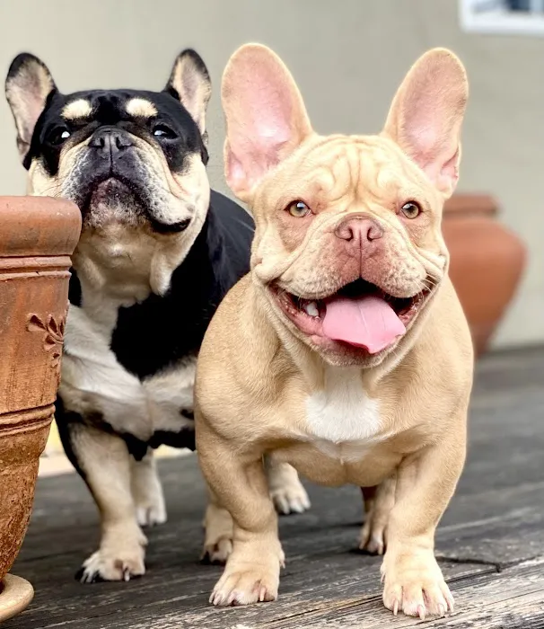 Warner Center Pet Clinic 5