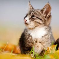 Woodland Hills Pet Clinic ico