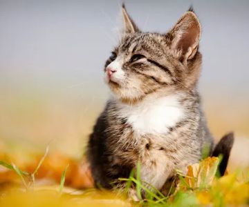 Woodland Hills Pet Clinic