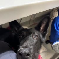 Veterinary Cancer Group SFV, A Thrive Pet Healthcare Partner ico