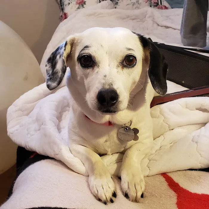Veterinary Cancer Group SFV, A Thrive Pet Healthcare Partner 6