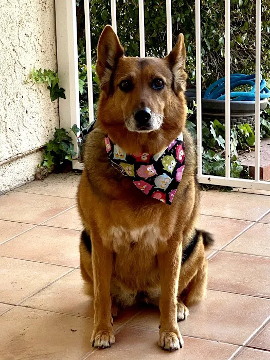 Veterinary Cancer Group SFV, A Thrive Pet Healthcare Partner 9