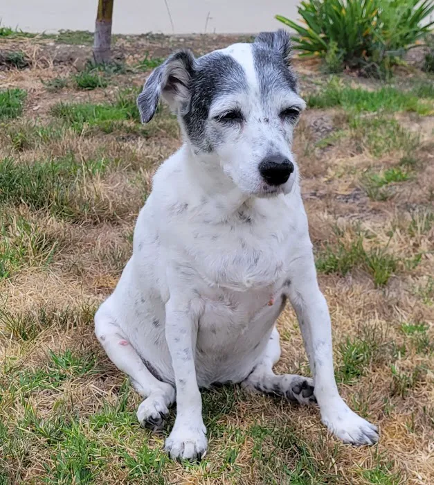 Veterinary Cancer Group SFV, A Thrive Pet Healthcare Partner 8