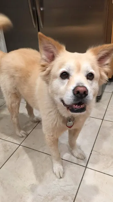 Canoga Park Veterinary Center 2