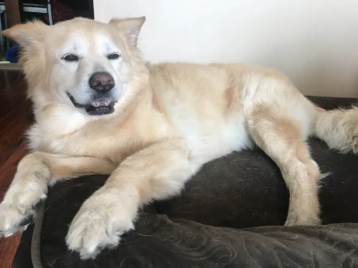 Canoga Park Veterinary Center 9