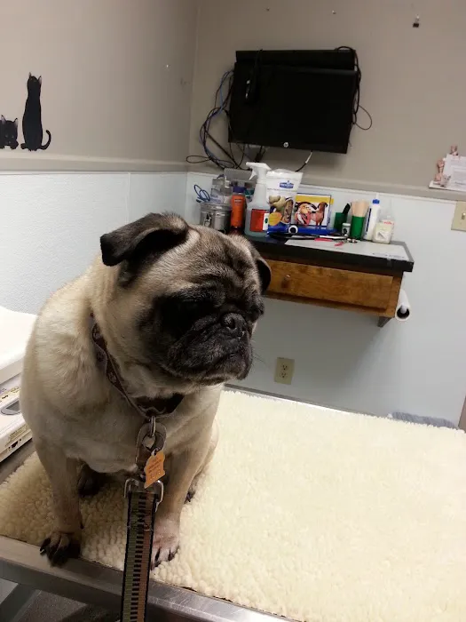 VCA Shaker Road Animal Hospital 8