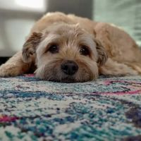 South Paw Animal Care ico
