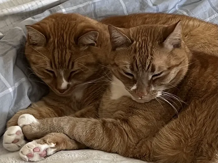 South Paw Animal Care 9
