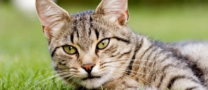 South Paw Animal Care 6