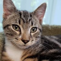 VCA South Hadley Animal Hospital ico