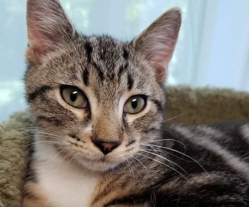 VCA South Hadley Animal Hospital