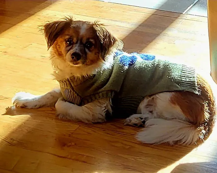 VCA South Hadley Animal Hospital 2