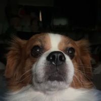 Integrity Veterinary Center ico