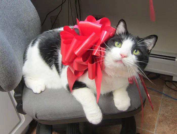 Northampton Veterinary Clinic 5