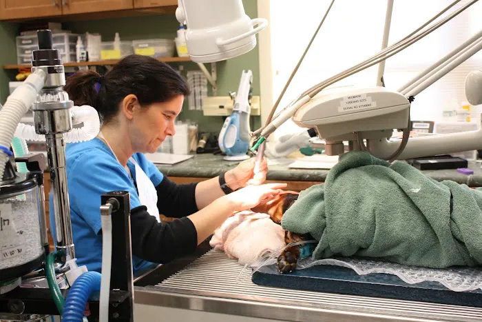 Northampton Veterinary Clinic 4