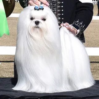 Bella Dolce Maltese 4