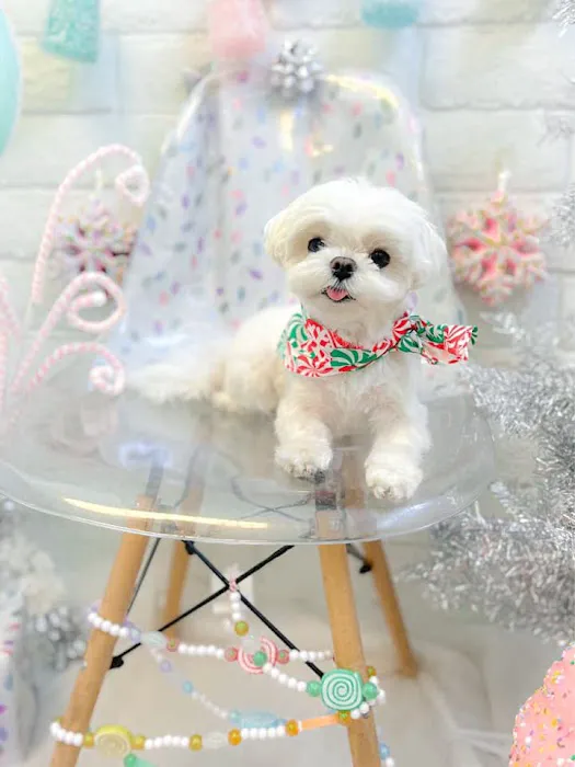 Bella Dolce Maltese 6