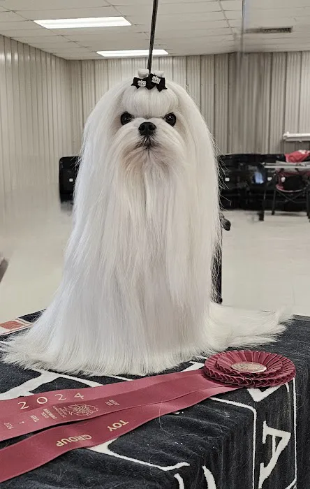 Bella Dolce Maltese 1