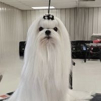 Bella Dolce Maltese ico