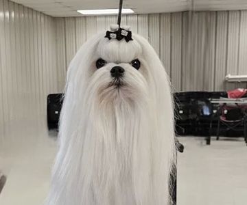 Bella Dolce Maltese