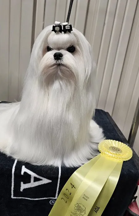 Bella Dolce Maltese 2