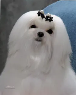 Bella Dolce Maltese 5