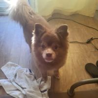 Florence Animal Clinic ico