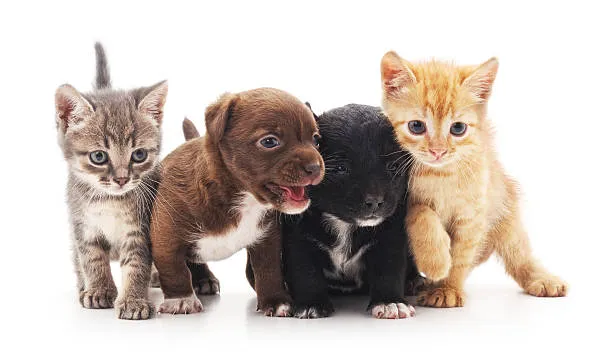 Ludlow Animal Clinic, P.C. 1