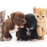 Ludlow Animal Clinic, P.C. ico