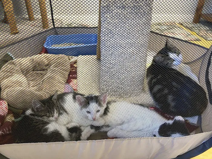 The Cat Hospital 6