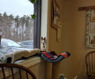 The Cat Hospital