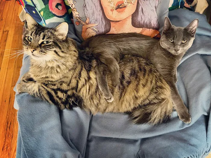 The Cat Hospital 9