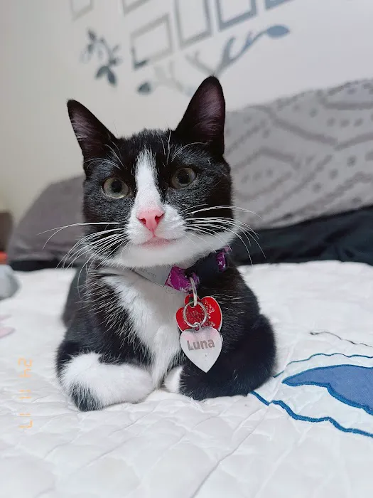 The Cat Hospital 3