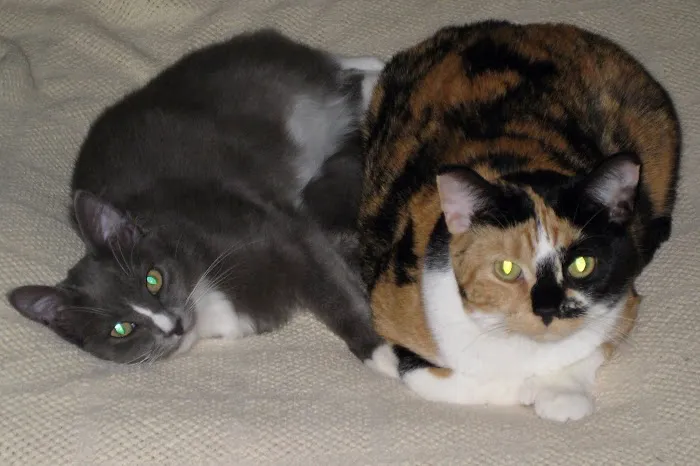 The Cat Hospital 2