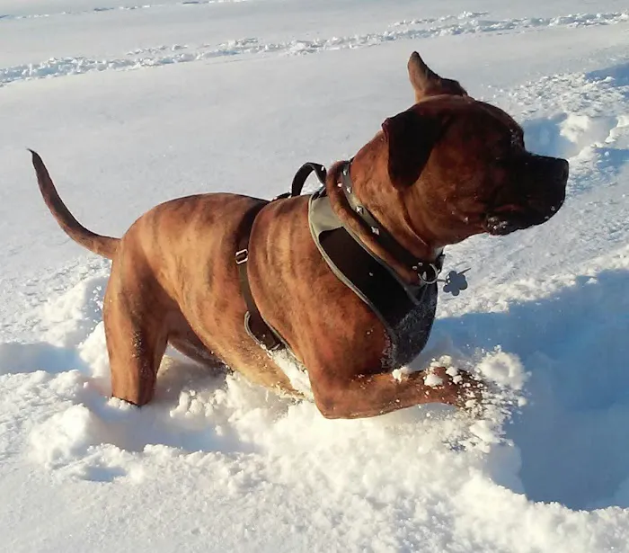 Eastfield Hospital For Animals 4
