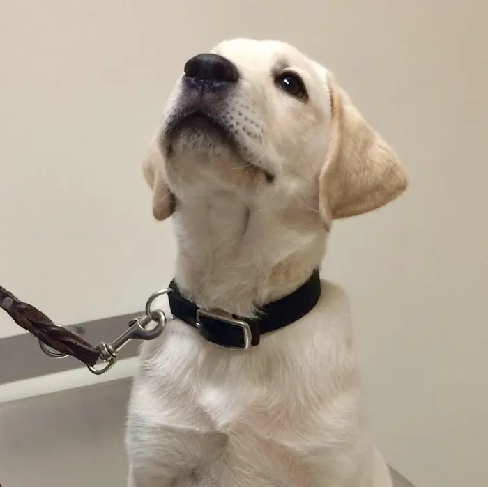 Bolton Veterinary Hospital 7