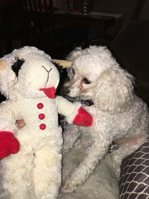 Companion Animal Dental Services 2