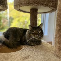 Companion Animal Dental Services ico