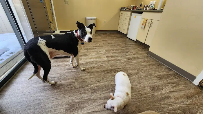 Tolland Veterinary Hospital 6