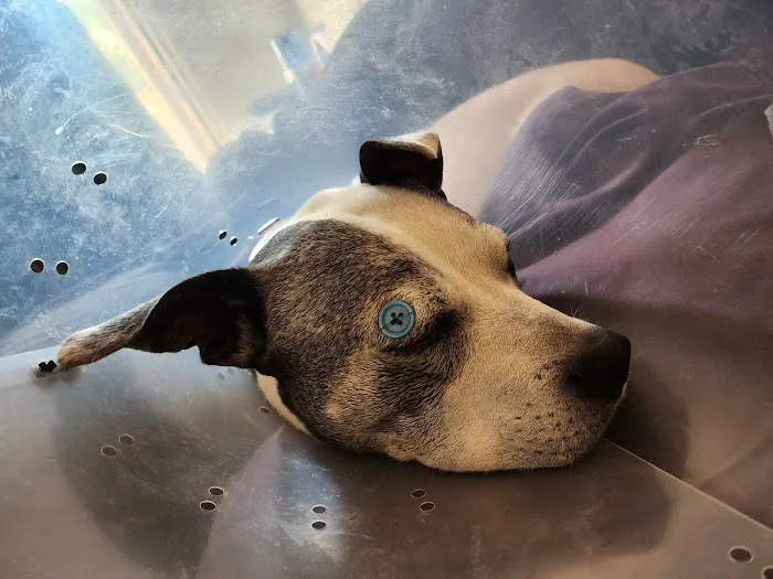 Tolland Veterinary Hospital 2