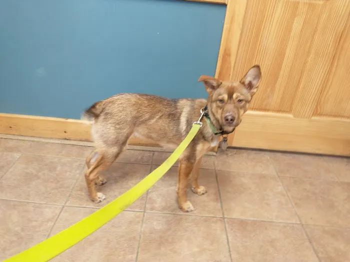Mandak Veterinary Services 1