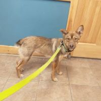 Mandak Veterinary Services ico
