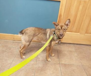 Mandak Veterinary Services