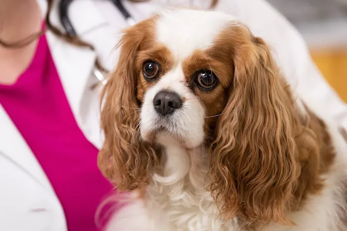 Malta Animal Hospital 4