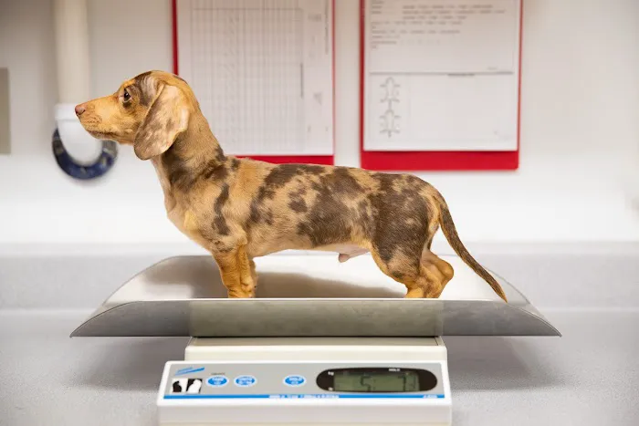 Malta Animal Hospital 7
