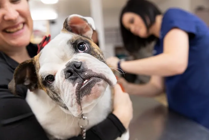 Malta Animal Hospital 10