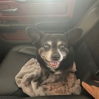 Groton Ledyard Veterinary Hospital ico