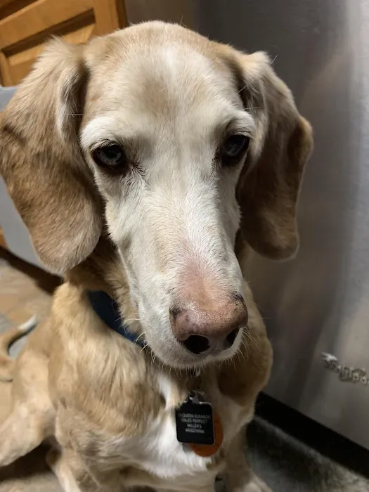 Groton Ledyard Veterinary Hospital 8